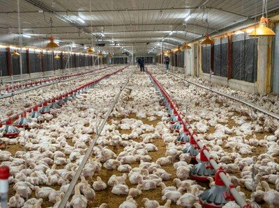  Aumento costos avicultura afecta producción en República Dominicana